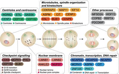 The impact of TP53 activation and apoptosis in primary hereditary microcephaly